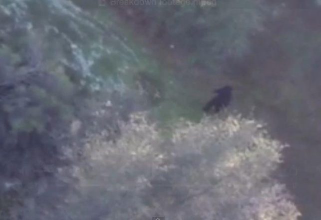 Real Estate Drone Spots Bigfoot, Raises Property Value