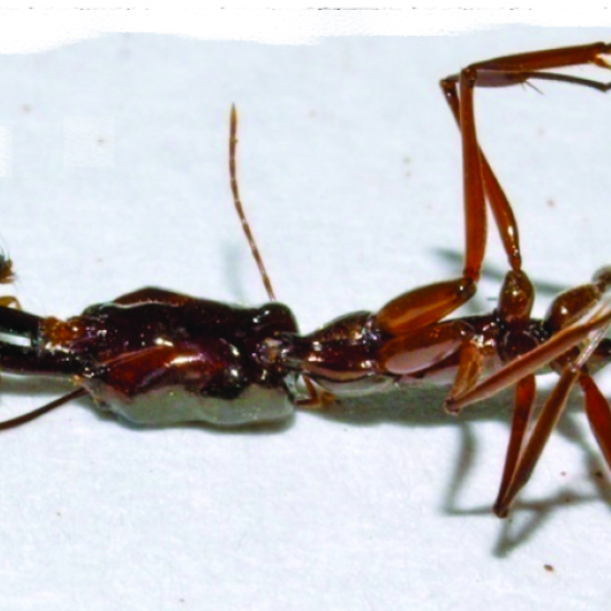 These Tiny Flies Decapitate Big Ants and Eat Their Brains