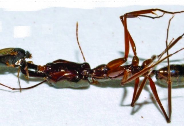 These Tiny Flies Decapitate Big Ants and Eat Their Brains