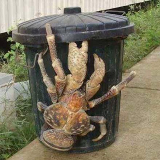 Giant Land Crab Invades Hawaii and Cats are Nervous