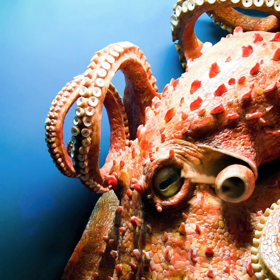 Beware of the Oklahoma Octopus!