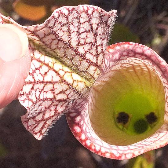Carnivorous Plant Eats More Ants By Failing to Catch Them