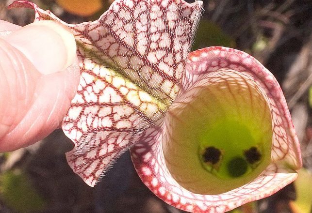 Carnivorous Plant Eats More Ants By Failing to Catch Them