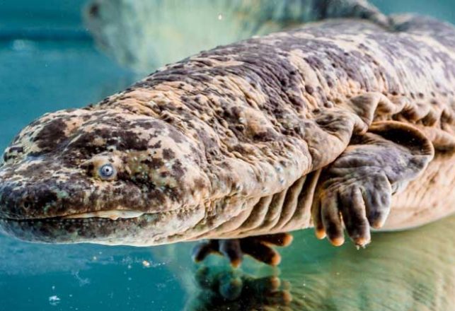 Chinese Police Officials Caught Eating Real-Life Monster