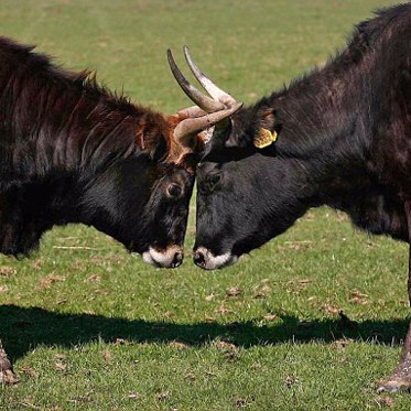 Nazi Super Cows Become Killer Cattle