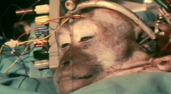 Monkey Brain Transplant 570x315