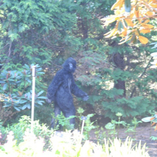 Bigfoot May Be Luring You Into a Scientific Experiment
