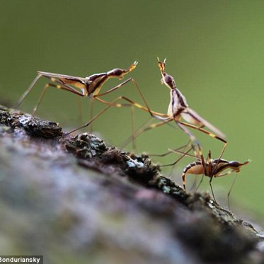 Fly Family Feud: Babies Look Like Mom’s Ex Mates