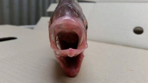 Fish With Two Mouths May Be A Warning