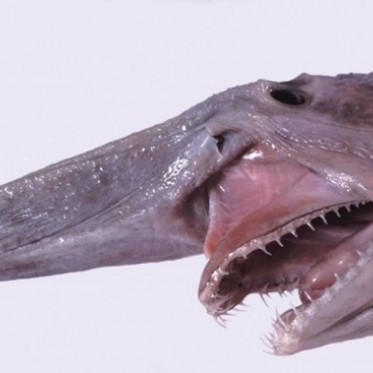 Fishermen Catch Rare Goblin Shark, Vampire of the Deep