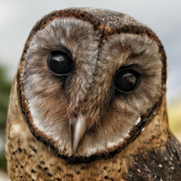 Red-Eyed Owlman or Black-Eyed Alien?