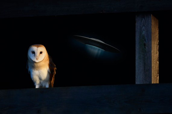 owl-ufo
