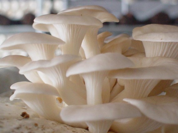 oyster mushrooms 570x427