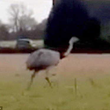 Alien Big Birds Evade Alien Big Cats for a Year