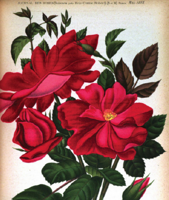 rose-1888