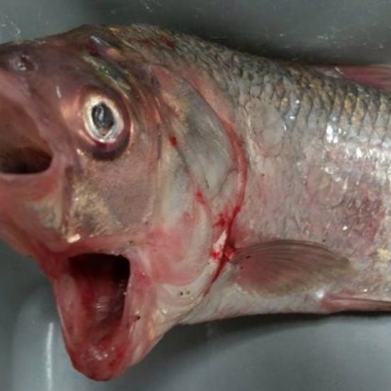 Fish With Two Mouths May Be a Warning