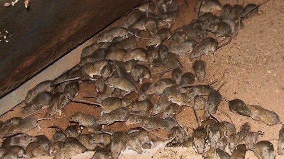 068616-mice-plague
