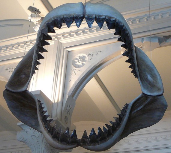 854px Megalodon shark jaws museum of natural history 068 570x512