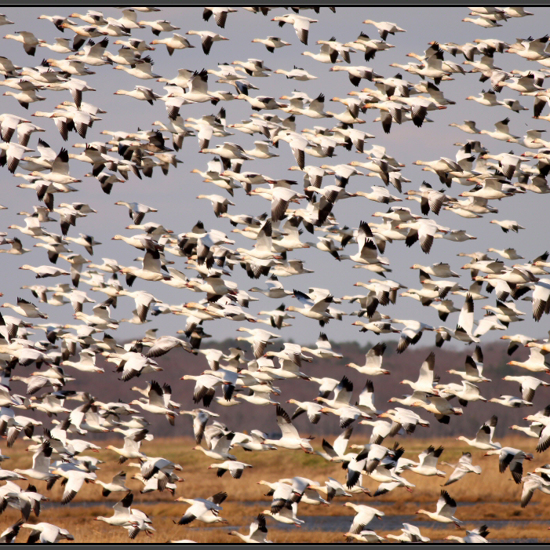 Thousands of Geese Mysteriously Fall From the Sky Over Idaho