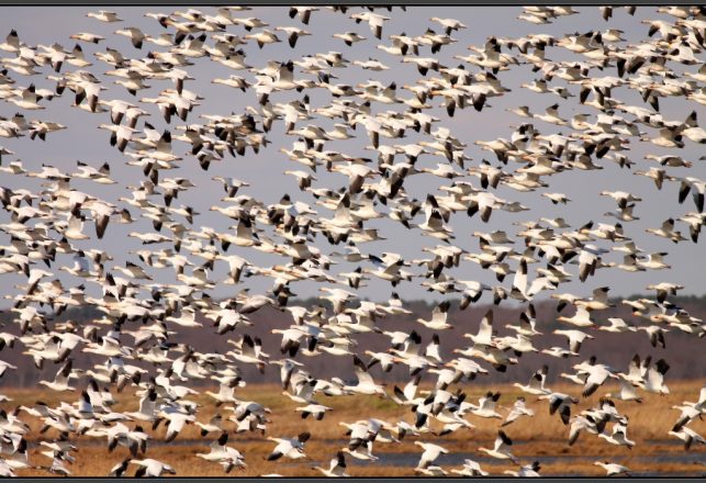 Thousands of Geese Mysteriously Fall From the Sky Over Idaho