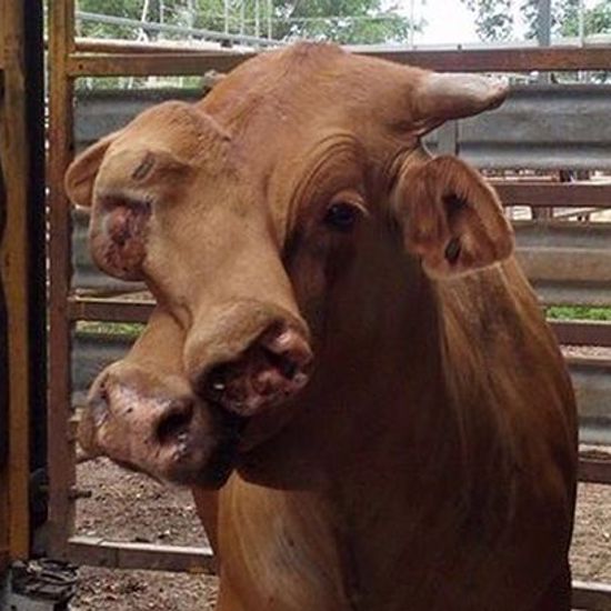 Two-Faced Cows May Be Becoming a Trend