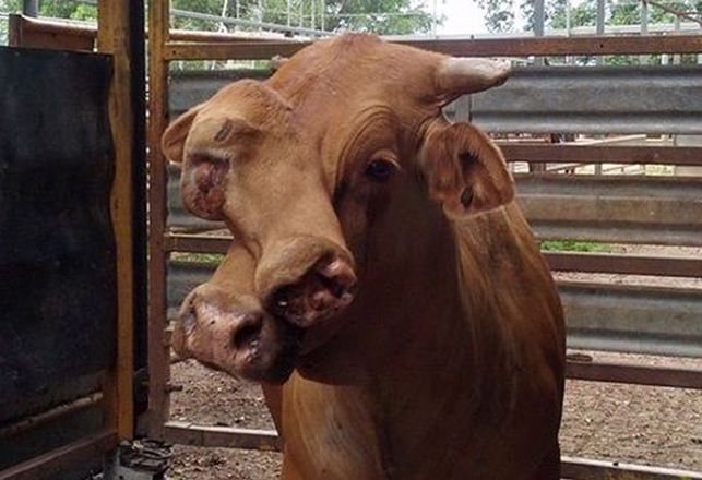Two-Faced Cows May Be Becoming a Trend