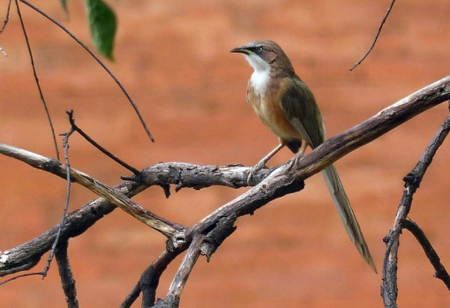 Extinct Bird Found Alive and the Dodo May Be Next