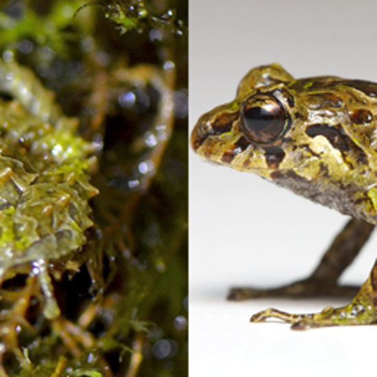 Shape-Shifting Frog Puts Chameleons to Shame