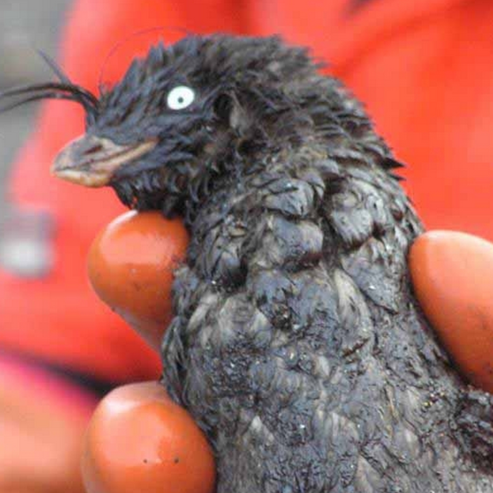 Gray Goo That Killed Hundreds of Sea Birds Still A Mystery