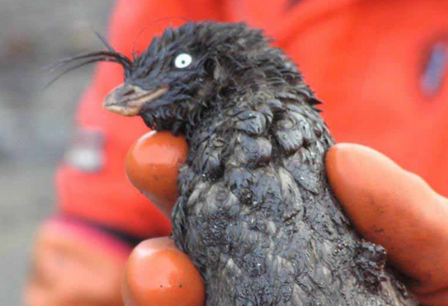 Gray Goo That Killed Hundreds of Sea Birds Still A Mystery