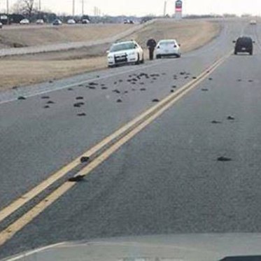 Dead Birds Mysteriously Fall From Sky in Tennessee