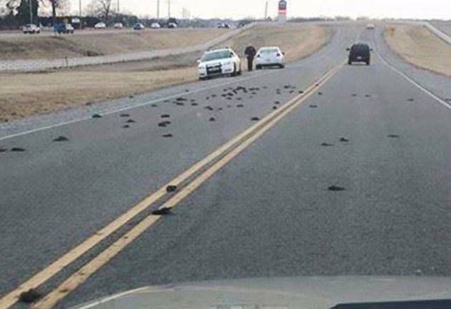 Dead Birds Mysteriously Fall From Sky in Tennessee