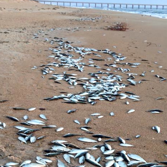 Loud Booms in North Carolina Followed by Massive Fish Kill