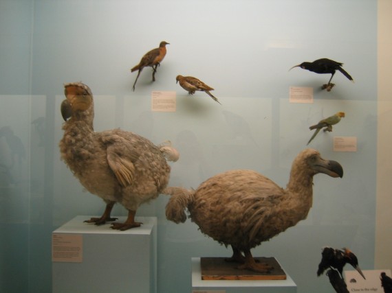 dodo bird 570x427