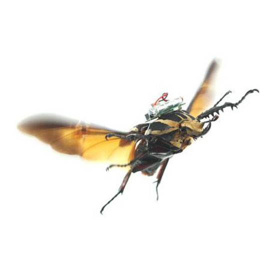 Giant Flying Cyborg Beetles May Soon Invade Your Garden