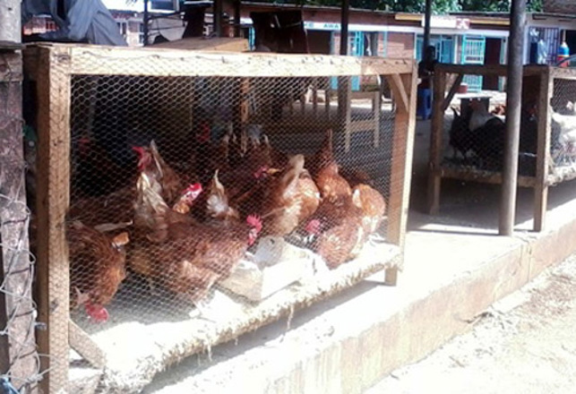 Mysterious Beast Kills Chickens and Drinks Blood in Malawi