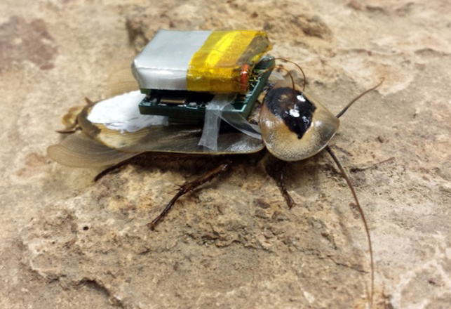 Cyborg Roaches Are Coming For You