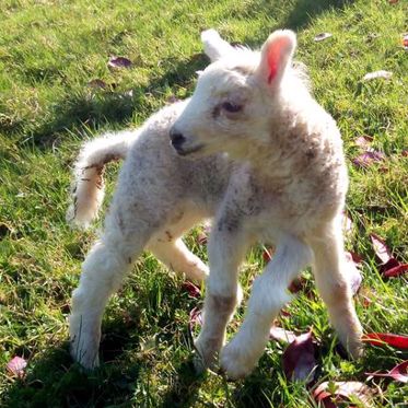 Five-Legged Lamb, Five-Mouth Calf and Sheep-Eating Cow