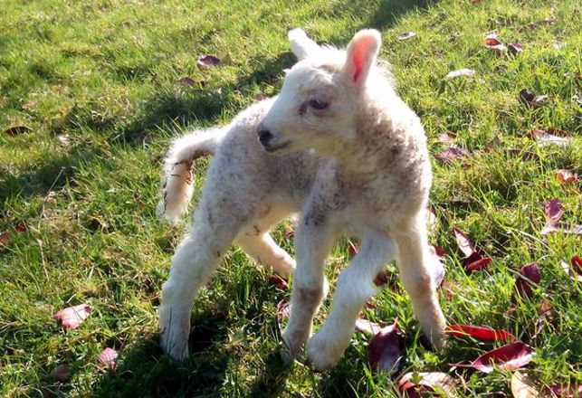 Five-Legged Lamb, Five-Mouth Calf and Sheep-Eating Cow