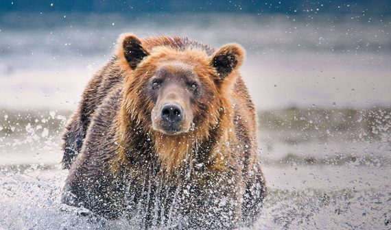 8.-Alaska-Bear-Viewing1