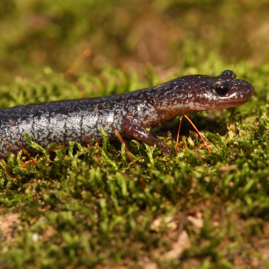 Nessie: A Giant Salamander?