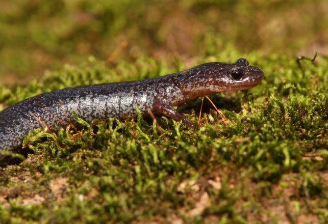 Nessie: A Giant Salamander?