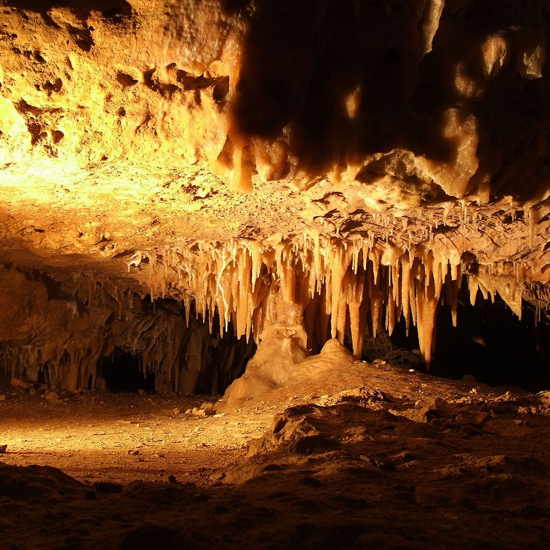 The Incredible Animal Life of Tennessee’s Uncharted Cave Systems