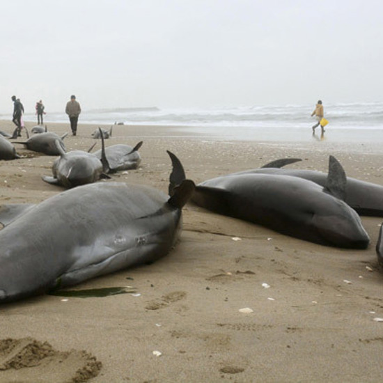160 Beached Whales May Be a Japanese Earthquake Warning