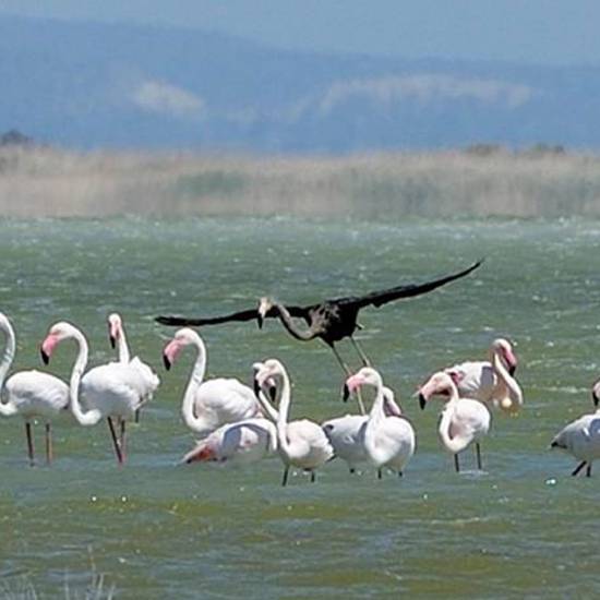 World’s Only Black Flamingo Spotted in Cyprus