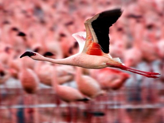flamingos 570x428