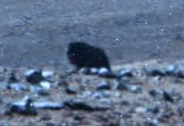 A 4-Legged Animal Joins the Other Creatures Spotted On Mars