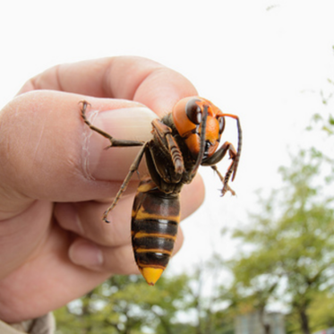 Giant Killer Hornets May Be Buzzing To Great Britain