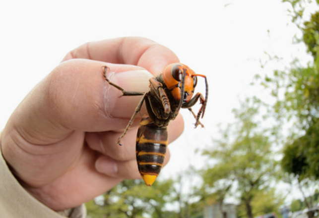 Giant Killer Hornets May Be Buzzing To Great Britain