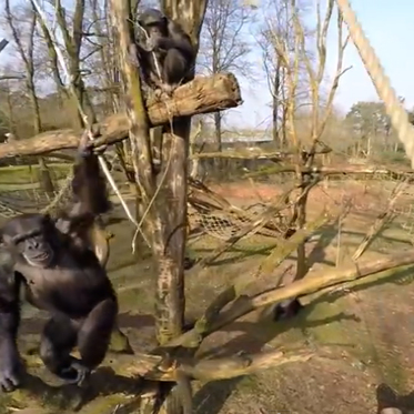 Female Chimps Make Better Spears, Knock Drone Out of Sky